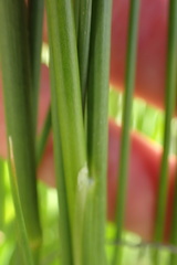 Juncus oxycarpus