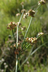 Juncus oxycarpus