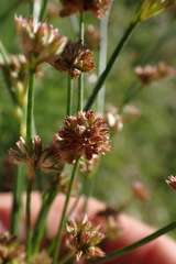 Juncus oxycarpus