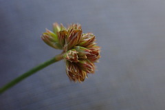 Juncus oxycarpus