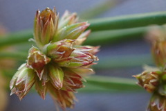 Juncus oxycarpus