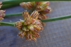 Juncus oxycarpus