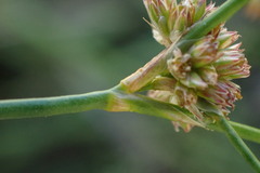 Juncus oxycarpus