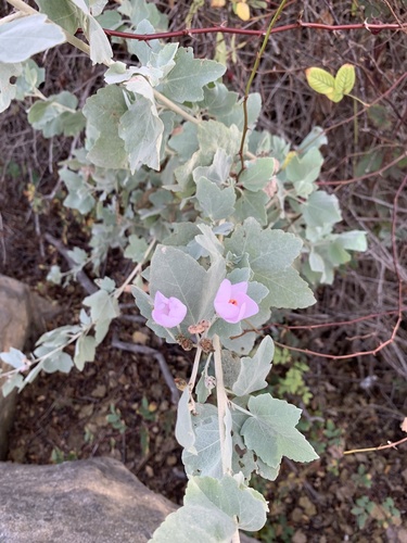 iNaturalist observation photo of Ojai bushmallow