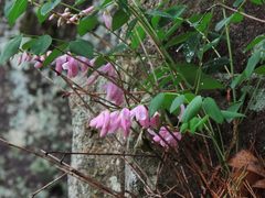 Indigofera kirilowii