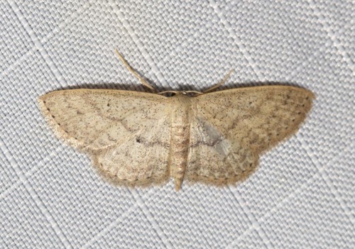 Scopula hypochra (Meyrick, 1888)