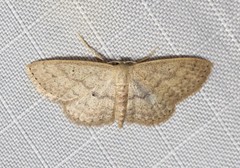 Scopula hypochra