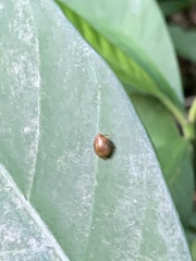 Hemisphaerius formosus