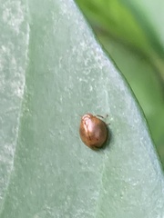 Hemisphaerius formosus