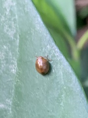Hemisphaerius formosus
