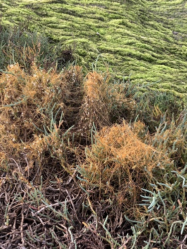 iNaturalist observation photo of Pacific goldenthread