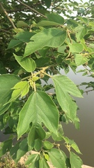 Ficus hispida odorata