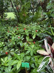 Costus productus