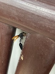 Delta pyriforme philippinense