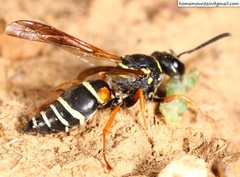 Pseudepipona valentinae