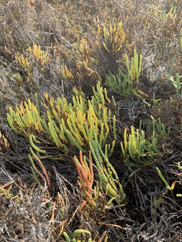 iNaturalist observation photo of pickleweeds