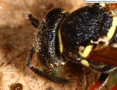 Pseudepipona valentinae