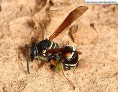 Pseudepipona valentinae