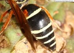 Pseudepipona valentinae