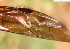 Pseudepipona valentinae