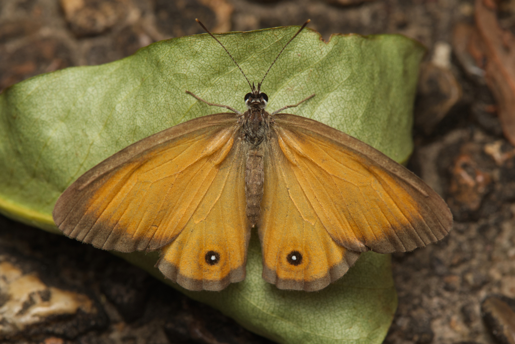 Hypocysta adiante