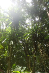 Asplenium mauritianum