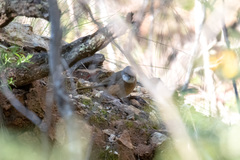 Pachycephala olivacea