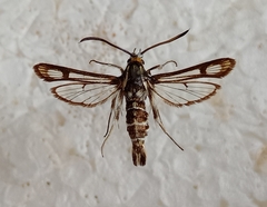 Chamaesphecia bibioniformis