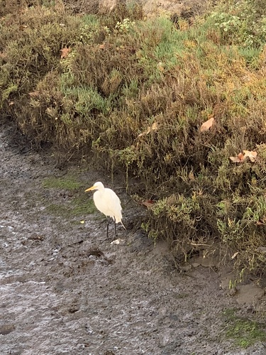 iNaturalist observation photo of Great Egret