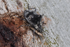 Cyphaleus binodosus