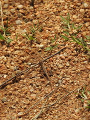 Sitana ponticeriana