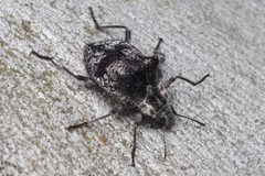 Cyphaleus binodosus