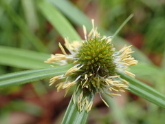 Cyperus aromaticus