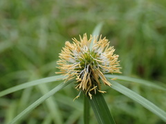 Cyperus aromaticus