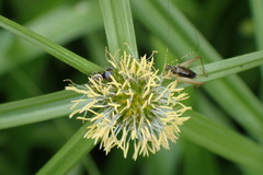 Cyperus aromaticus