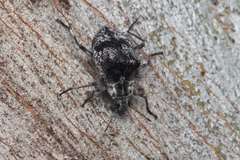 Cyphaleus binodosus