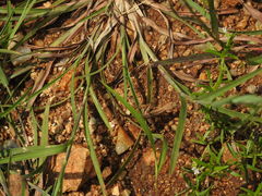 Sitana ponticeriana