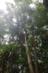 Martellidendron hornei