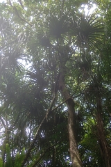 Martellidendron hornei