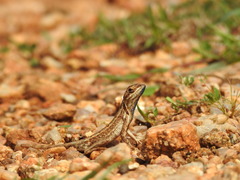 Sitana ponticeriana