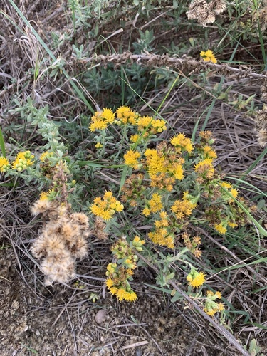 iNaturalist observation photo of Coastal Goldenbush