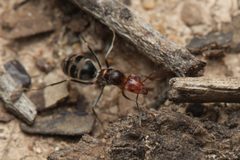 Iridomyrmex rubriceps