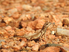Sitana ponticeriana