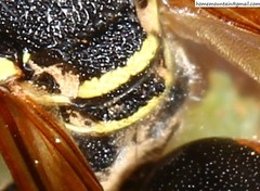 Pseudepipona valentinae