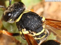 Pseudepipona valentinae