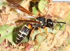 Pseudepipona valentinae