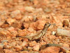 Sitana ponticeriana