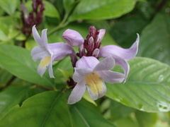 Phlogacanthus turgidus