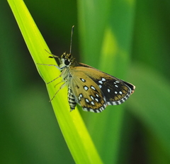 Astictopterus stellata