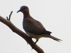 Streptopelia senegalensis